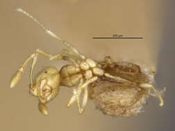 Слика од Solenopsis conjurata Wheeler 1925