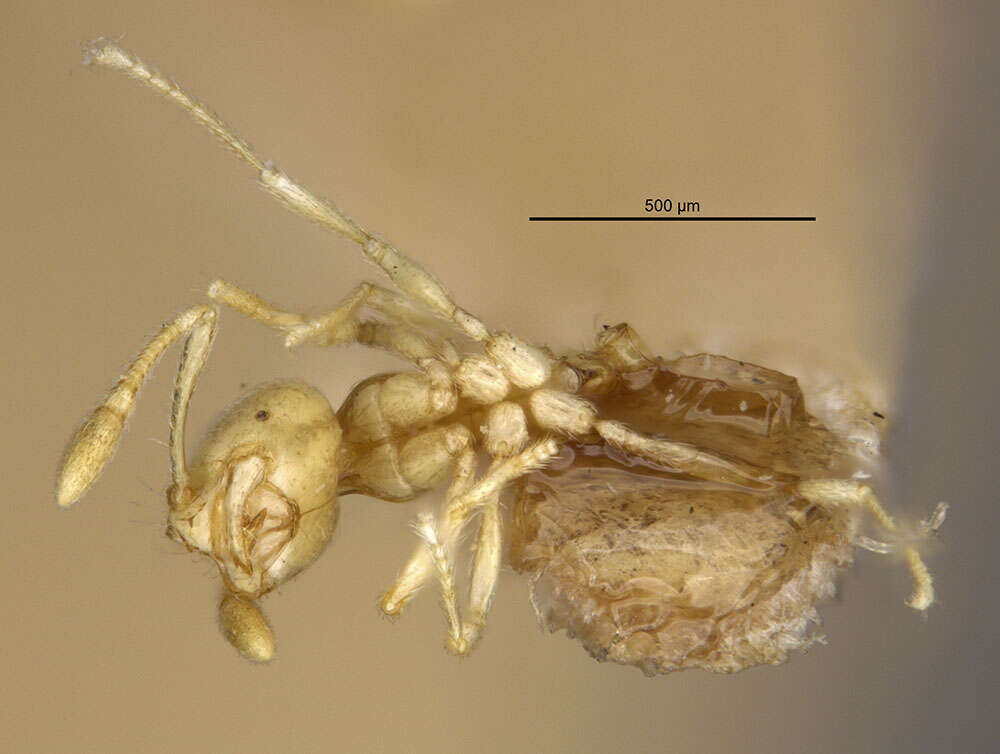 Image of Solenopsis conjurata Wheeler 1925