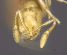 Слика од Solenopsis conjurata Wheeler 1925