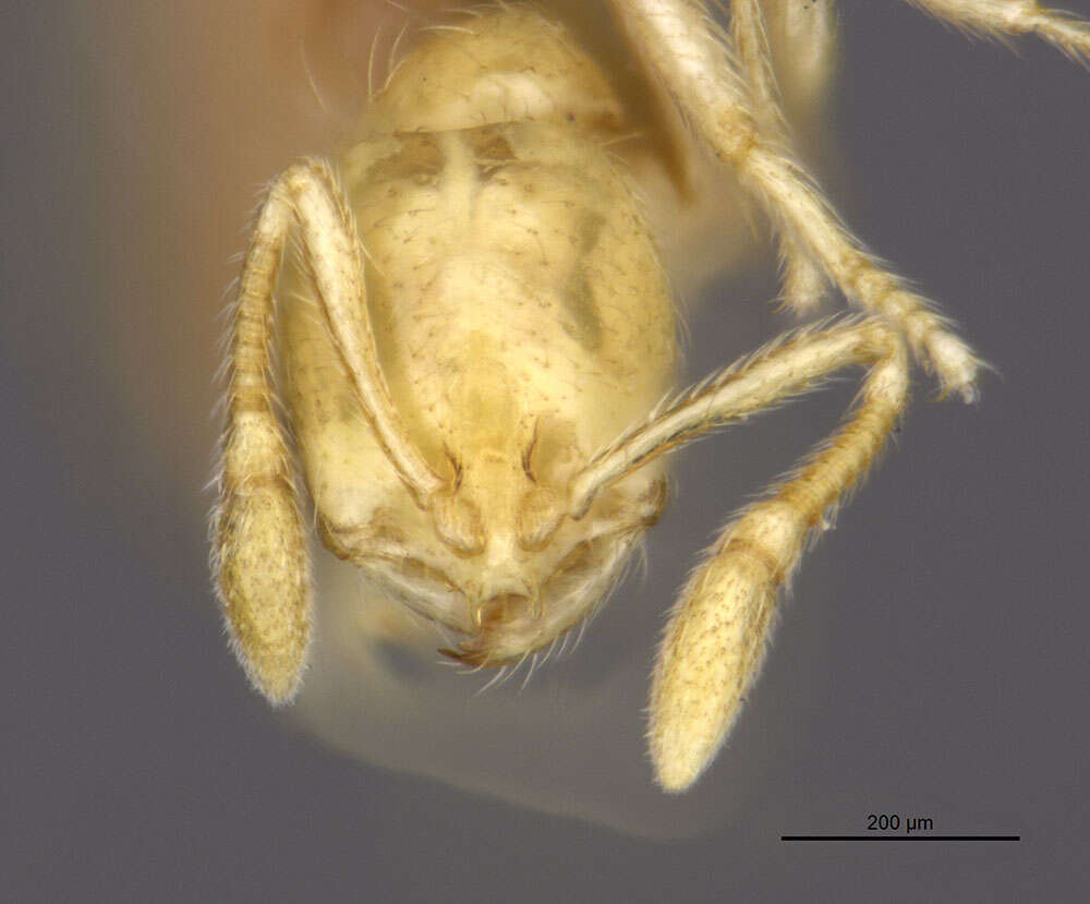 Image of Solenopsis conjurata Wheeler 1925