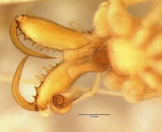 Image of Tetragnatha mabelae Chickering 1957