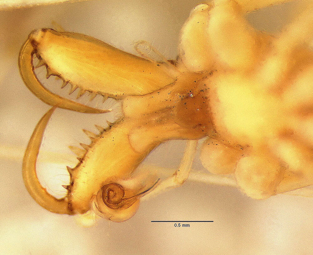 Image of Tetragnatha mabelae Chickering 1957