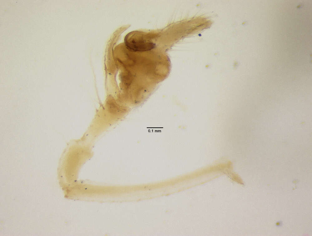 Image of Tetragnatha mabelae Chickering 1957