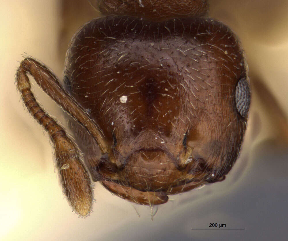 صورة Crematogaster crinosa Mayr 1862