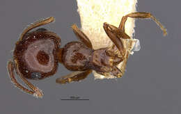 Image of Crematogaster opaca cedrosensis Wheeler 1934