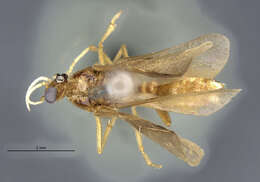 Image de Crematogaster boliviana Wheeler 1922