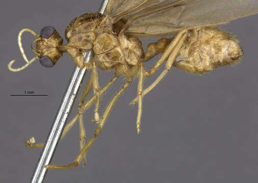 Image of Crematogaster boliviana Wheeler 1922