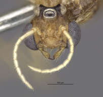 Image de Crematogaster boliviana Wheeler 1922