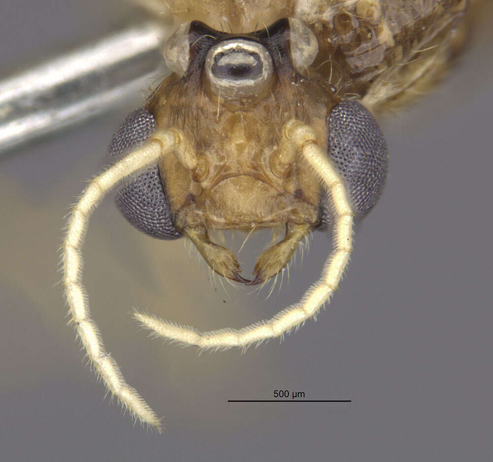 Image de Crematogaster boliviana Wheeler 1922