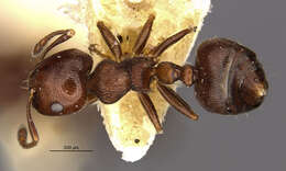 صورة Crematogaster crinosa Mayr 1862