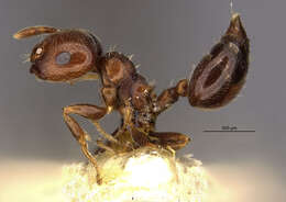 صورة Crematogaster crinosa Mayr 1862