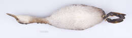 Image of <i>Podiceps grisegena holboellii</i>