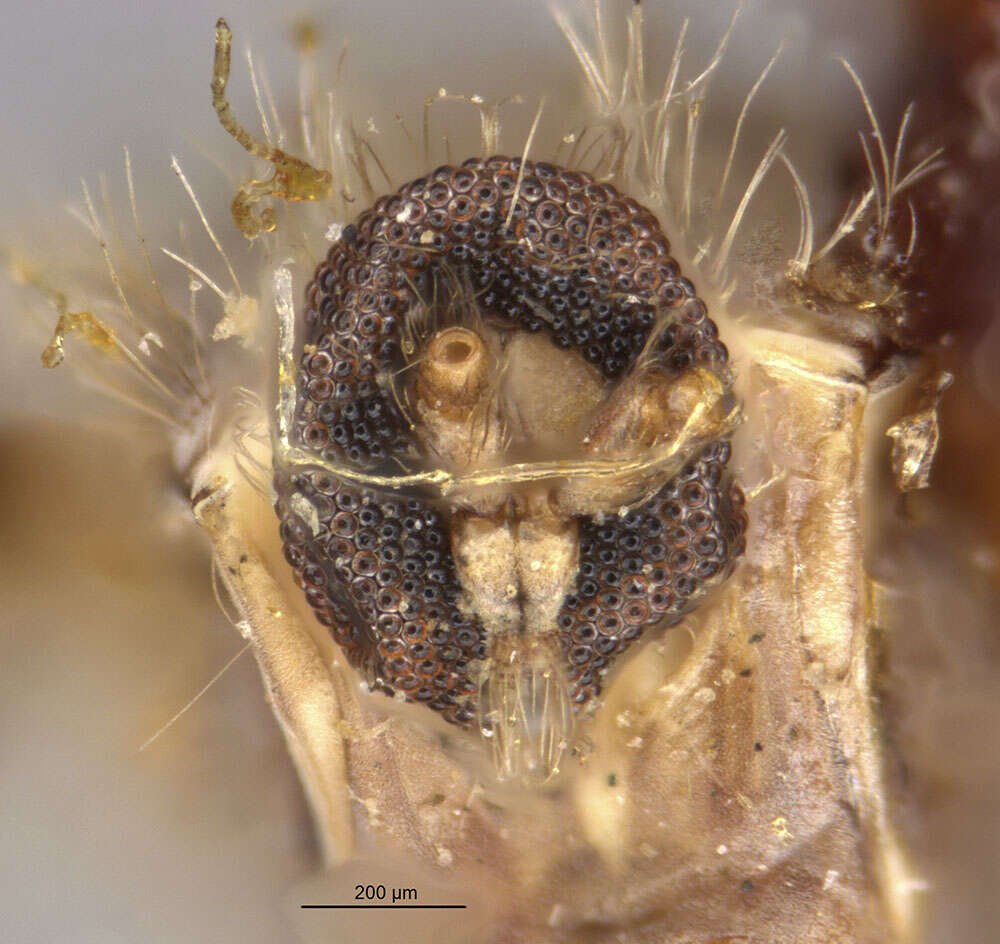 Image of Asphondylia helianthiglobulus Osten Sacken 1878