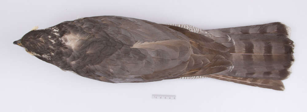 Image de Accipiter gentilis atricapillus (Wilson & A 1812)