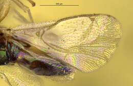 Image of Lasioptera vitis Osten Sacken 1862