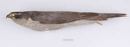 Imagem de Accipiter gentilis atricapillus (Wilson & A 1812)