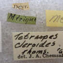 Sivun Tetraopes cleroides Thomson 1860 kuva