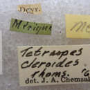 Image of Tetraopes cleroides Thomson 1860