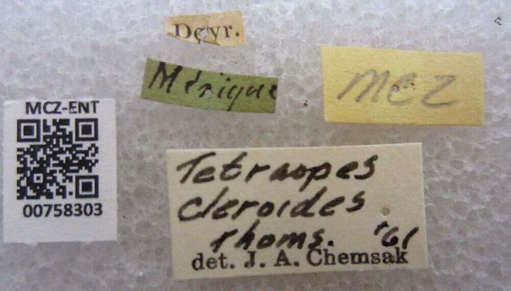 Image of Tetraopes cleroides Thomson 1860