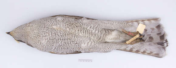 Imagem de Accipiter gentilis atricapillus (Wilson & A 1812)