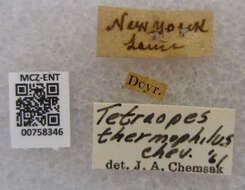 Image of Tetraopes thermophilus Chevrolat 1861