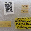 Image of Tetraopes paracomes Chemsak 1963