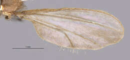 Asphondylia autumnalis Beutenmuller 1907 resmi