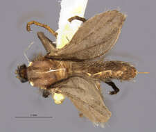 Asphondylia autumnalis Beutenmuller 1907 resmi