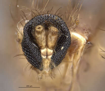 Image of Asphondylia autumnalis Beutenmuller 1907