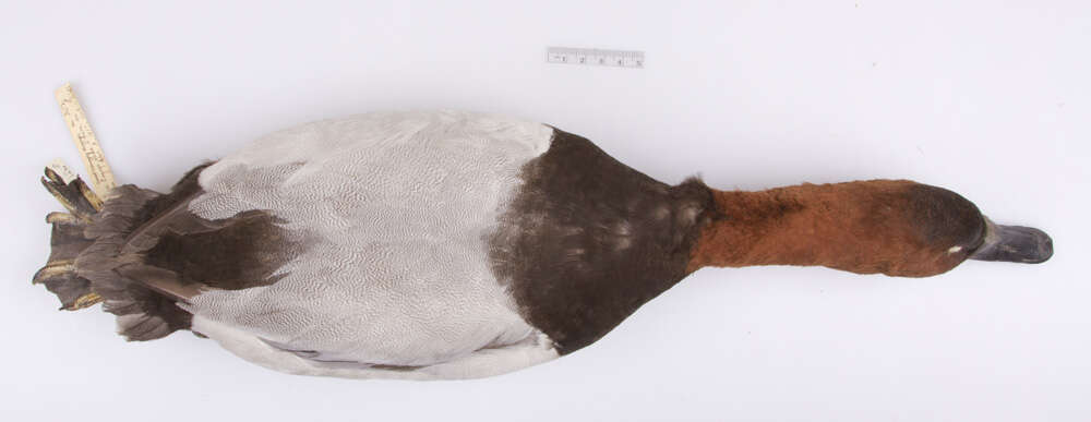 Image of Canvasback