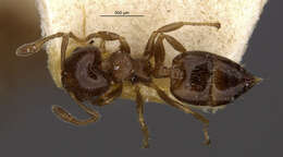 Image of Crematogaster brevispinosa minutior Forel 1893