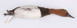 Image of Canvasback