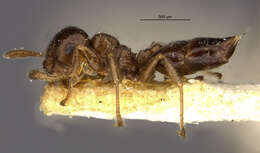 Image of Crematogaster brevispinosa minutior Forel 1893