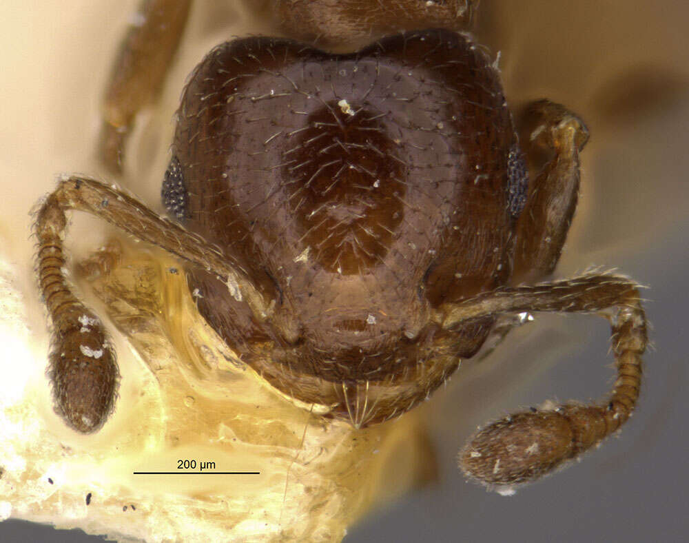 Image of Crematogaster brevispinosa minutior Forel 1893