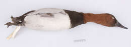 Image of Canvasback