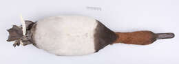 Image of Canvasback