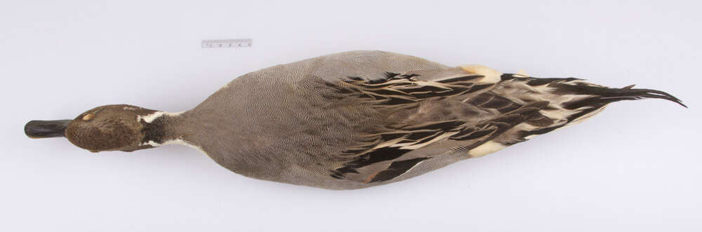 Image of pintail, northern pintail