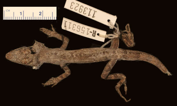 Image of Santa Marta Anole