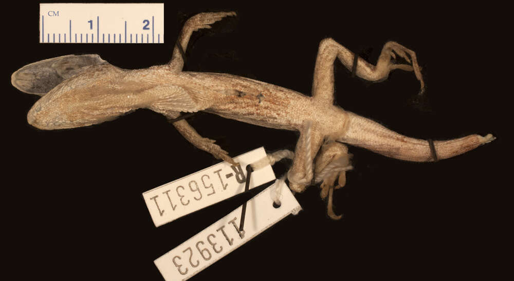 Image of Santa Marta Anole