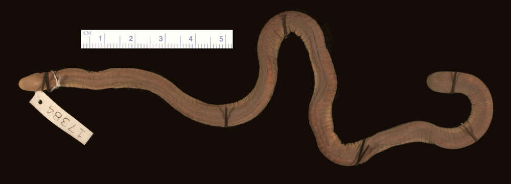Image of Bearded Caecilia