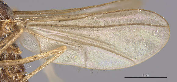 Image of Willow Beaked-Gall Midge