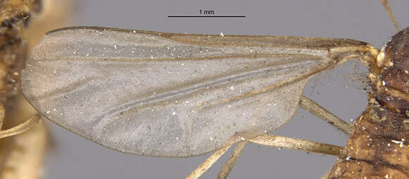 Image of Rabdophaga salicisbrassicoides (Packard 1869)