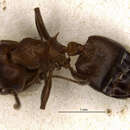 Image of Crematogaster chiarinii sellula Santschi 1914