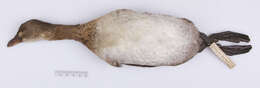 Image of Podilymbus podiceps podiceps (Linnaeus 1758)