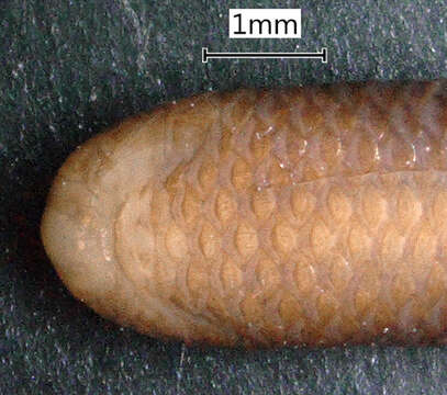 Sivun Gerrhopilus floweri (Boulenger 1899) kuva