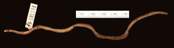 Image of Flower's Blind Snake