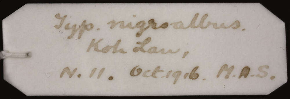 Sivun Argyrophis siamensis (Günther 1864) kuva