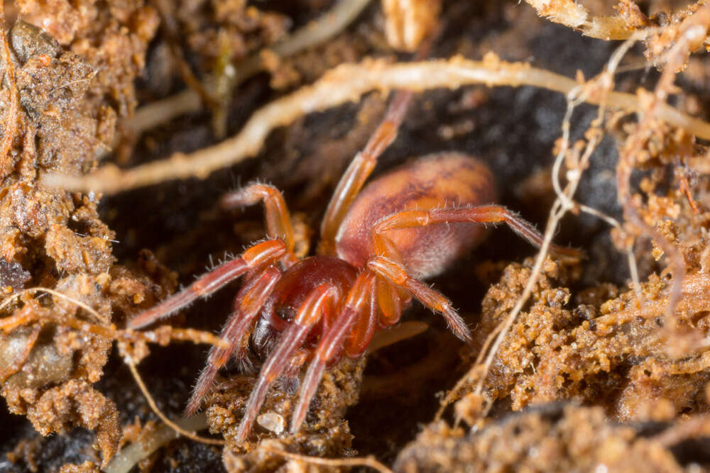 Image of huttoniid spiders