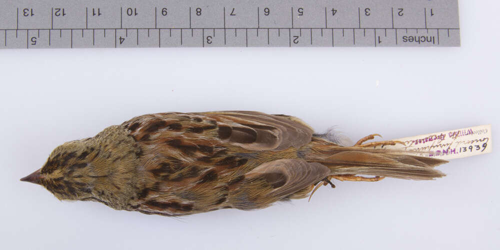 Image of Henslow's Sparrow