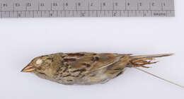 Image of Henslow's Sparrow